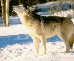 loup